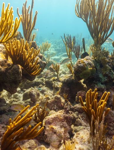 A vertical shot of the fishes against the seaweed under the water