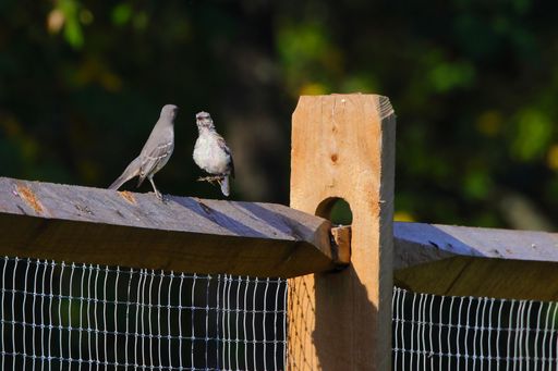 A selective shot of Northern Mockingbirds (Mimus polyglottos) perched on a wooden fence