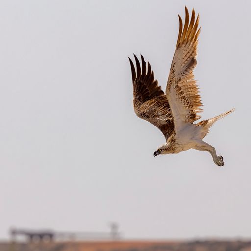 A closeup of  a white and brown osprey  with long, large wings flying  with a blurry background