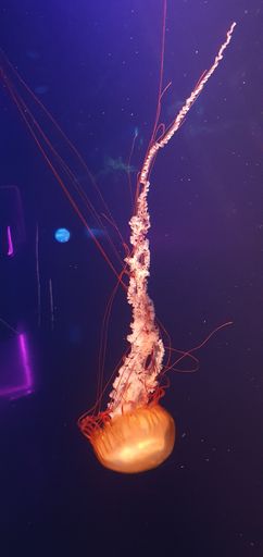 A vertical shot of a jellyfish on a blue water background