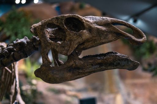 A closeup shot of the head and jaw of a fossilized dinosaur skull in a museum, highlighting the intricate details of the ancient creature