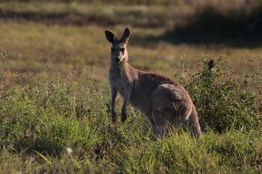 A gray kangaroo in the meadow during the daytime