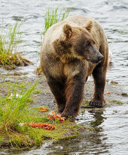 A vertical shot of a grizzly bear on the shore of a river with remains of an eaten fish