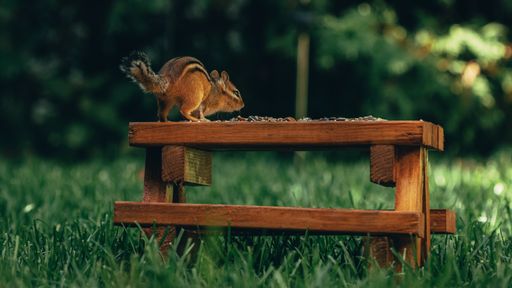 A closeup of a tiny cute squirrel on a wooden surface with nuts on it in a field