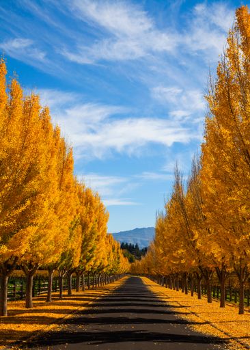 A vertical shot of an empty path surrounded by autumn trees on a sunny day