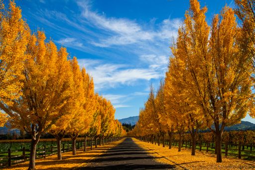 A scenic shot of an empty path surrounded by autumn trees on a sunny day