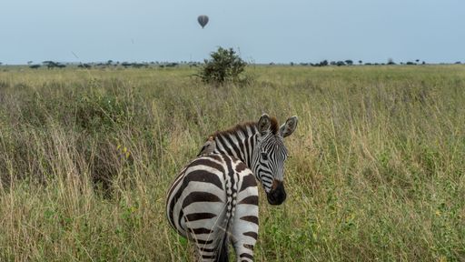 An image of a zebra in a field looking back with a hot air balloon on the background
