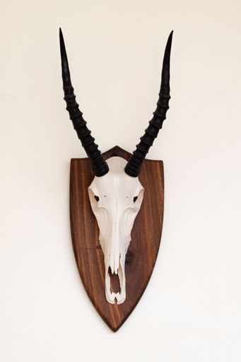 A vertical shot of a gazelle skull on the white background