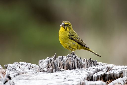 A close-up of a yellow canary (Crithagra flaviventris) sitting on a tree in a forest