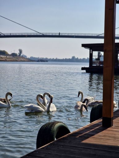 A vertical shot of the graceful white swans swimming on the lake water at the shore