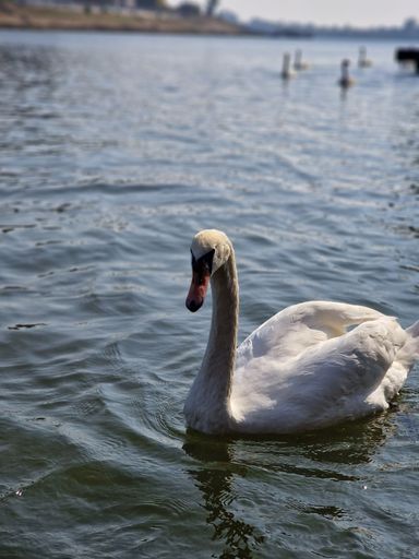 A vertical shot of a graceful white swan swimming on the lake water