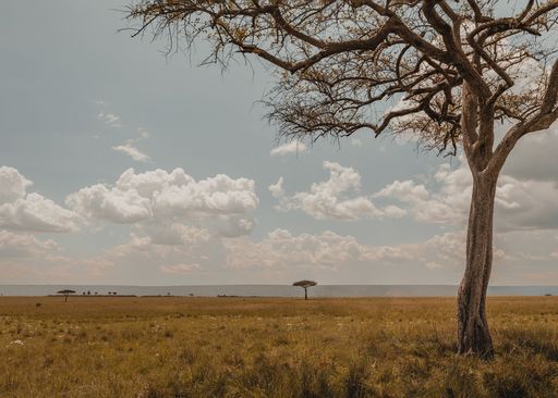 View across the Maasai Mara, Kenya's open landscape, dotted with African Acacia Trees