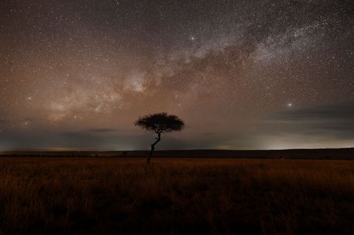 Lone Acacia Tree Under The Milky Way in the Kenya Savanna