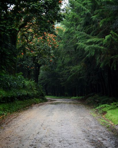 A vertical shot of a forest road lined with Nandi flame and cypress trees