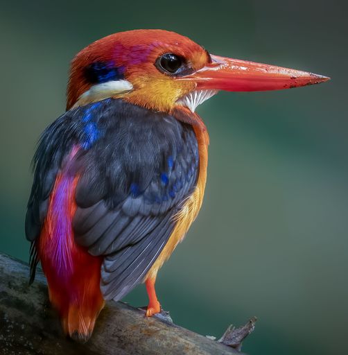 A close-up shot of a Stork-billed Kingfisher perched on a tree branch