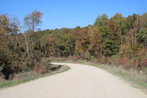 A gravel road leading through a dry forest in the autumn
