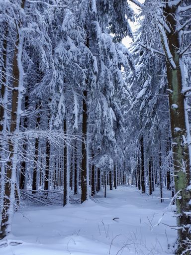 A vertical low angle shot of the trees in the winter forest in Sandberg, Germany