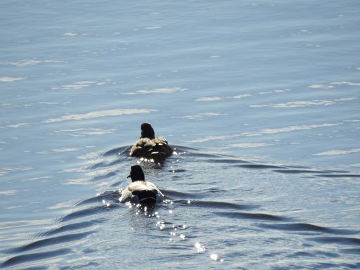 duck in the albufera lake, spain