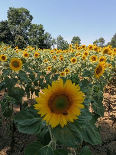 A vertical shot of a blooming yellow sunflower field on a farm