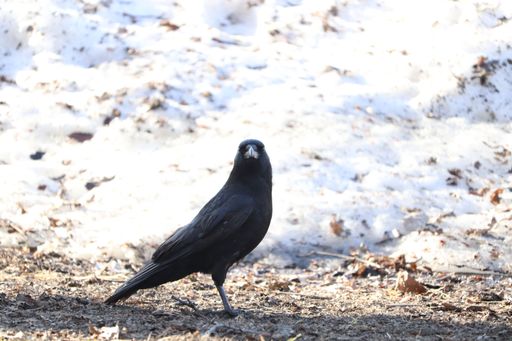 A closeup of an American crow perching on the snowy ground
