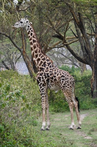 A vertical shot of a giraffe eating leaves on the tree
