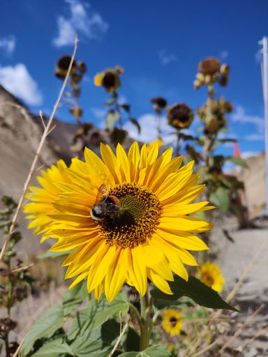 A vertical shot of a bee on a sunflower