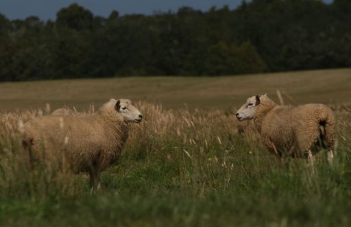 The sheep in the grass field inNew Zealand