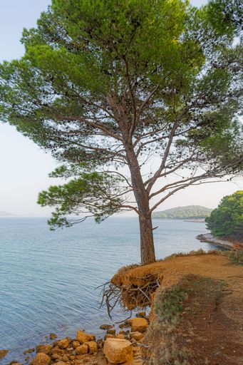A vertical shot of a famous hanging pine tree above the red beach Podbrizi in Vrgada, Croatia