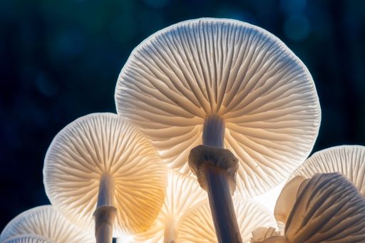 A group of mushrooms in the lush forest