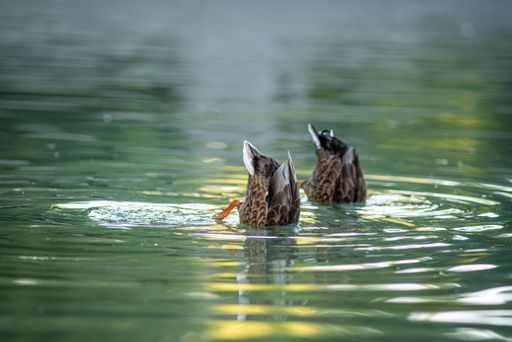 A closeup shot of mallard ducks in the lake at daytime
