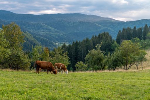 Two cows grazing on the grass-covered hills near the forest