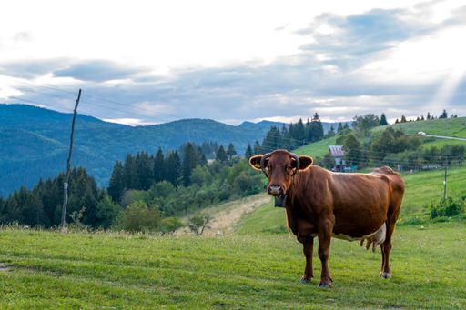 A brown cow grazing on the grass-covered hill near the forest