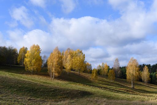 A horizontal view of a green hill with yellow trees under the blue sky with white clouds in the sunlight