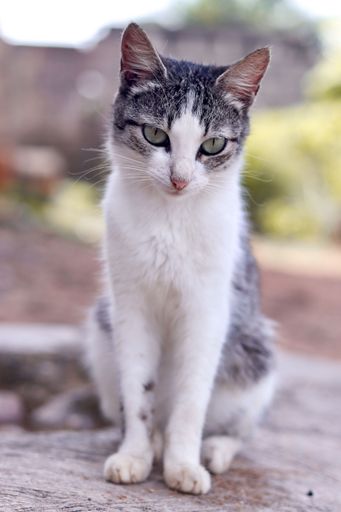 A vertical portrait of a gray and white cat posing for a picture