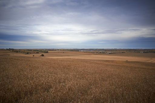 A beautiful landscape of a golden field on a cloudy day