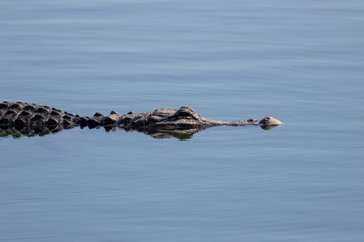 An American Alligator leisurely swimming at local Florida lake
