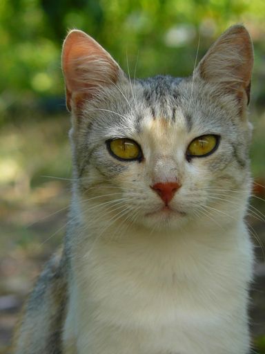 A vertical shot of a cute fluffy cat in a park looking into the camera