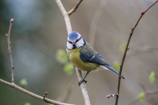 A closeup of a Eurasian blue tit (Cyanistes caeruleus) against blurred background
