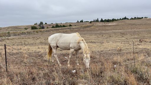 A white horse grazing in a field behind a fence made of metallic wires