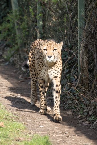 A vertical shot of a carnivorous Cheetah