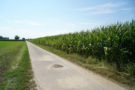 A sunny scenery of a road near an agricultural field