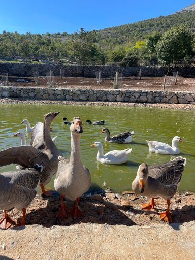 A vertical shot of a flock of geese and ducks near and in a lake in Podgorica, Montenegro