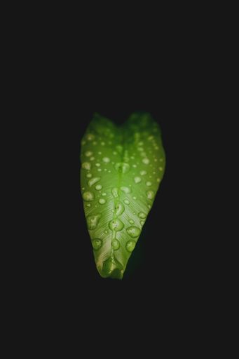 A closeup shot of water droplets on a green plant leaf on a black background