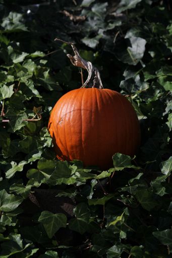 A vertical shot of the large pumpkin on the green leaves