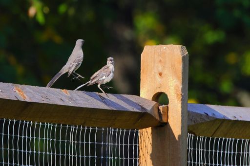 A selective shot of Northern Mockingbirds (Mimus polyglottos) perched on a wooden fence