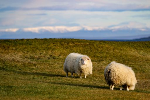 Two Icelandic sheep, Ovis aries grazing grass in the mountains
