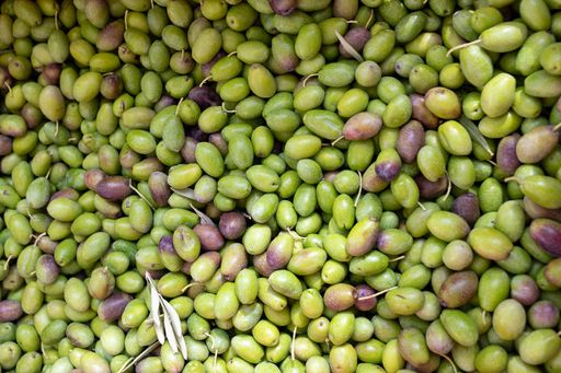 A top shot of a pile of freshly harvested organic green Spanish olives during the harvest season