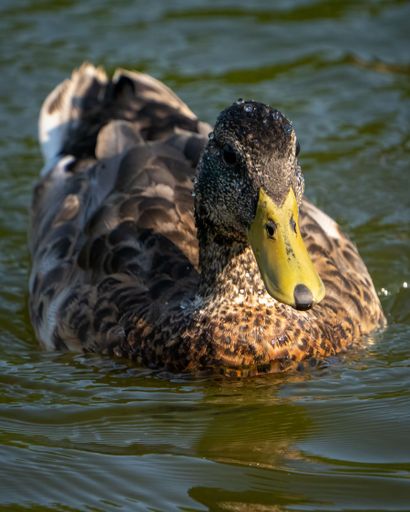 A vertical closeup shot of a brown mallard duck swimming on a pond
