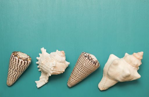 A closeup shot of beautiful seashells