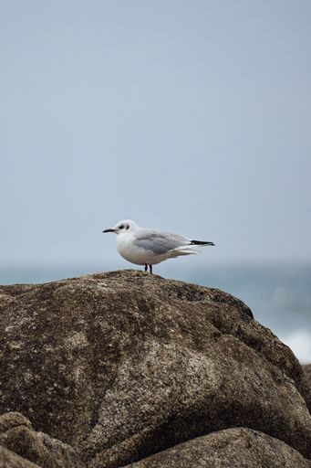 A vertical closeup shot of a white seagull perched on a rock near a sea